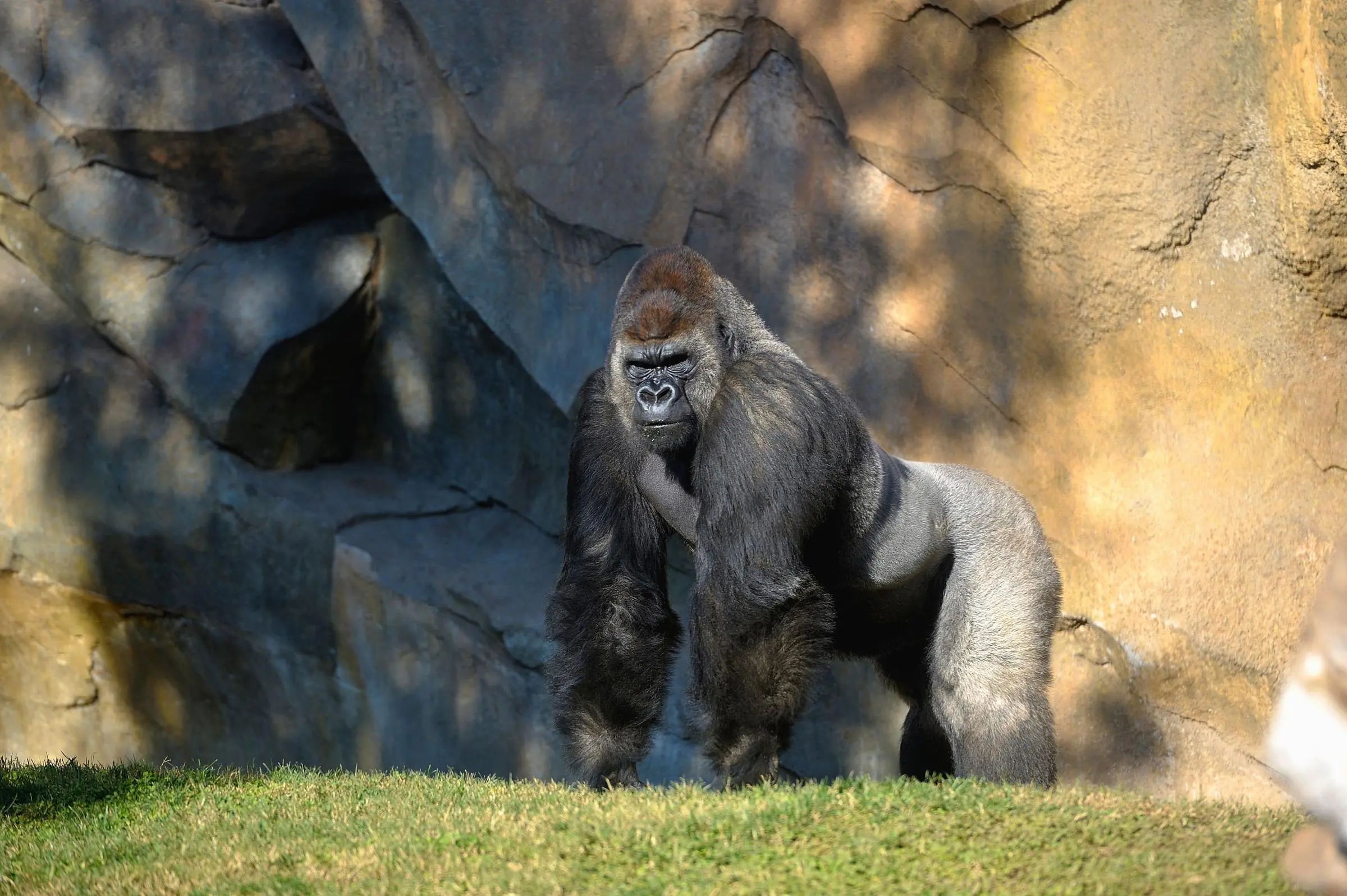 Lowland gorillas foraging in the lush equatorial forest habitat in the Bioparc