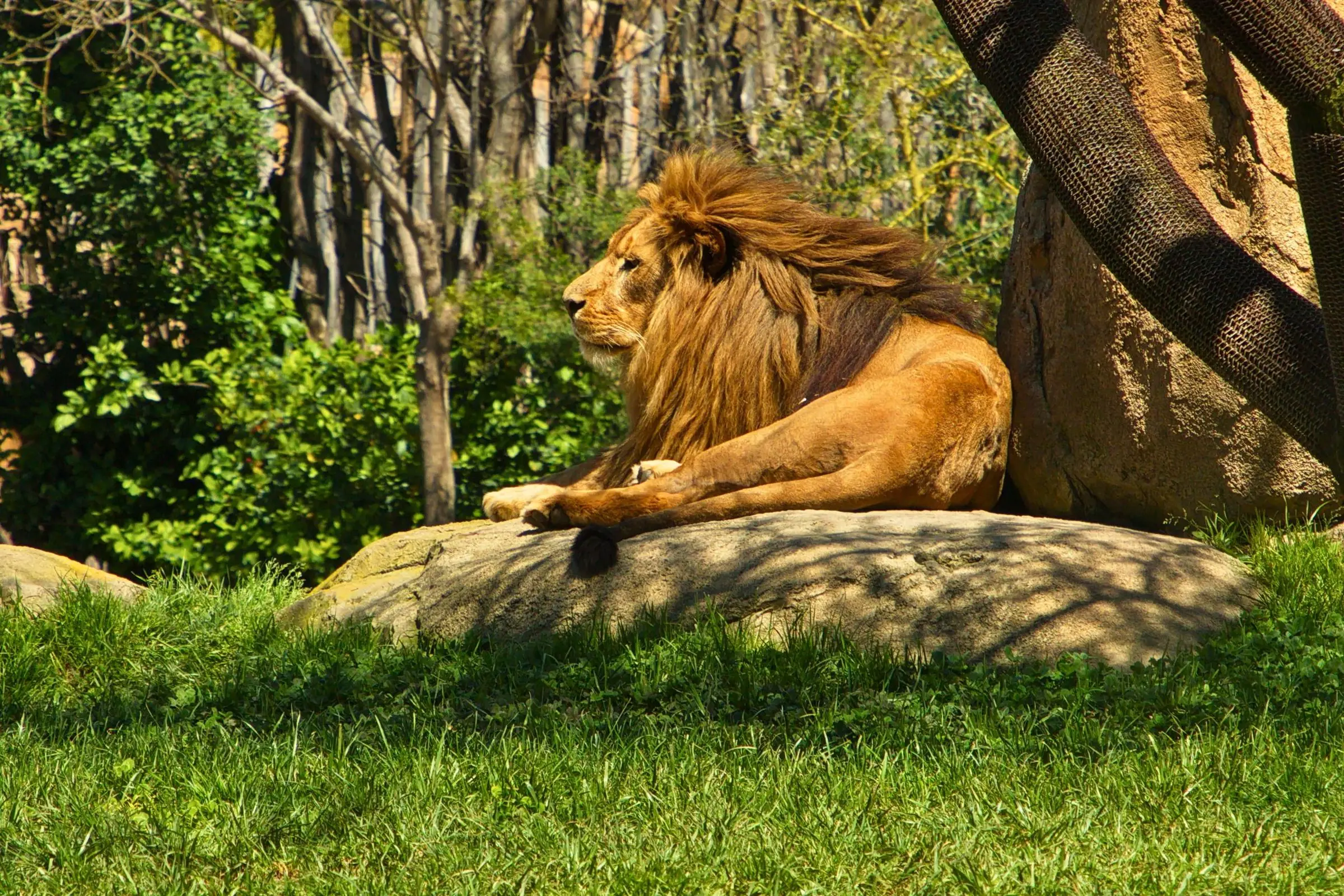 African lion lounging on the sun-warmed granite Kopje rocks in the Bioparc
