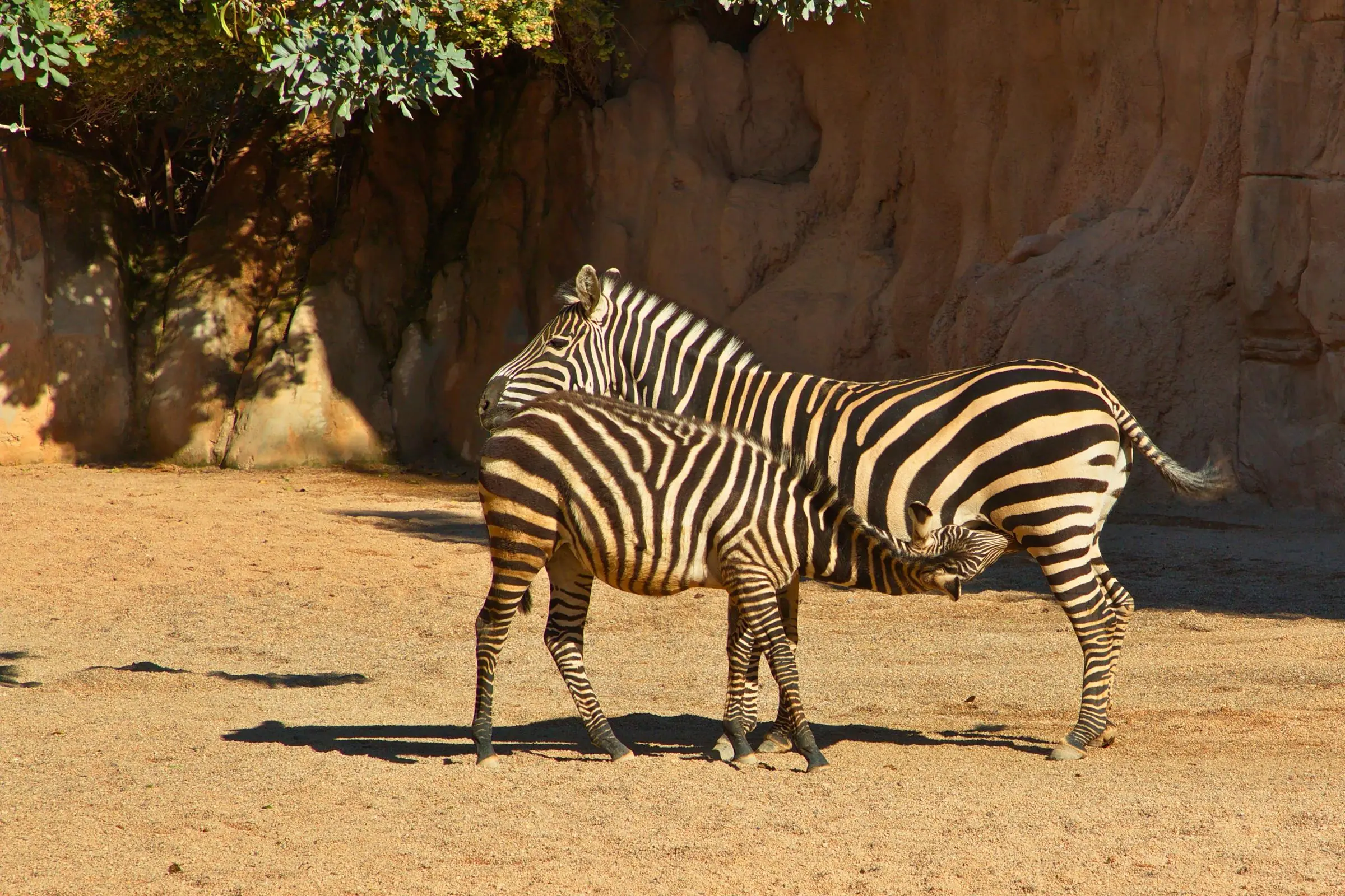 Grant's zebras grazing in the open-concept African Savannah zone of the Bioparc