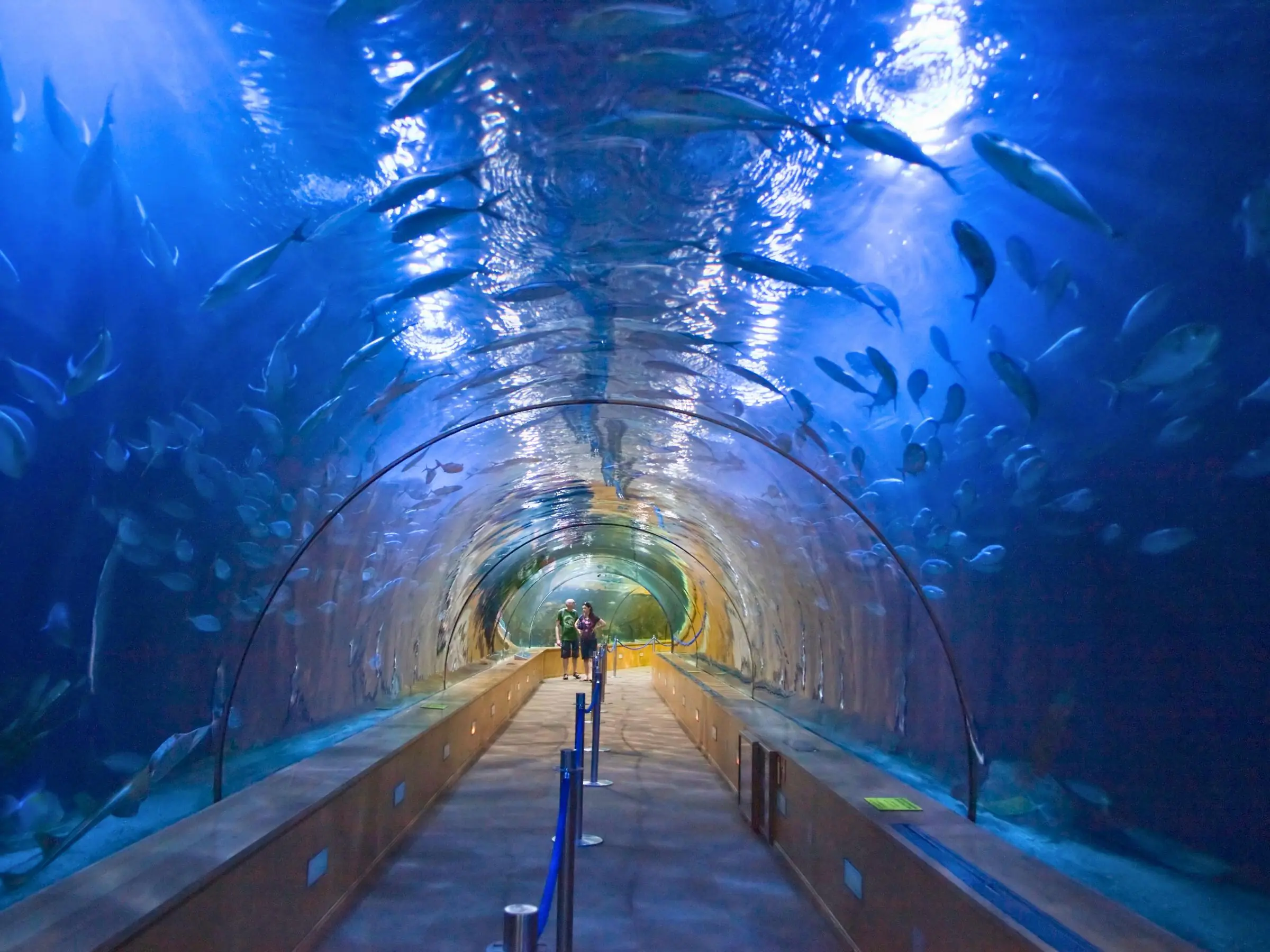 Visitors walking through the shark tunnel at Oceanografic